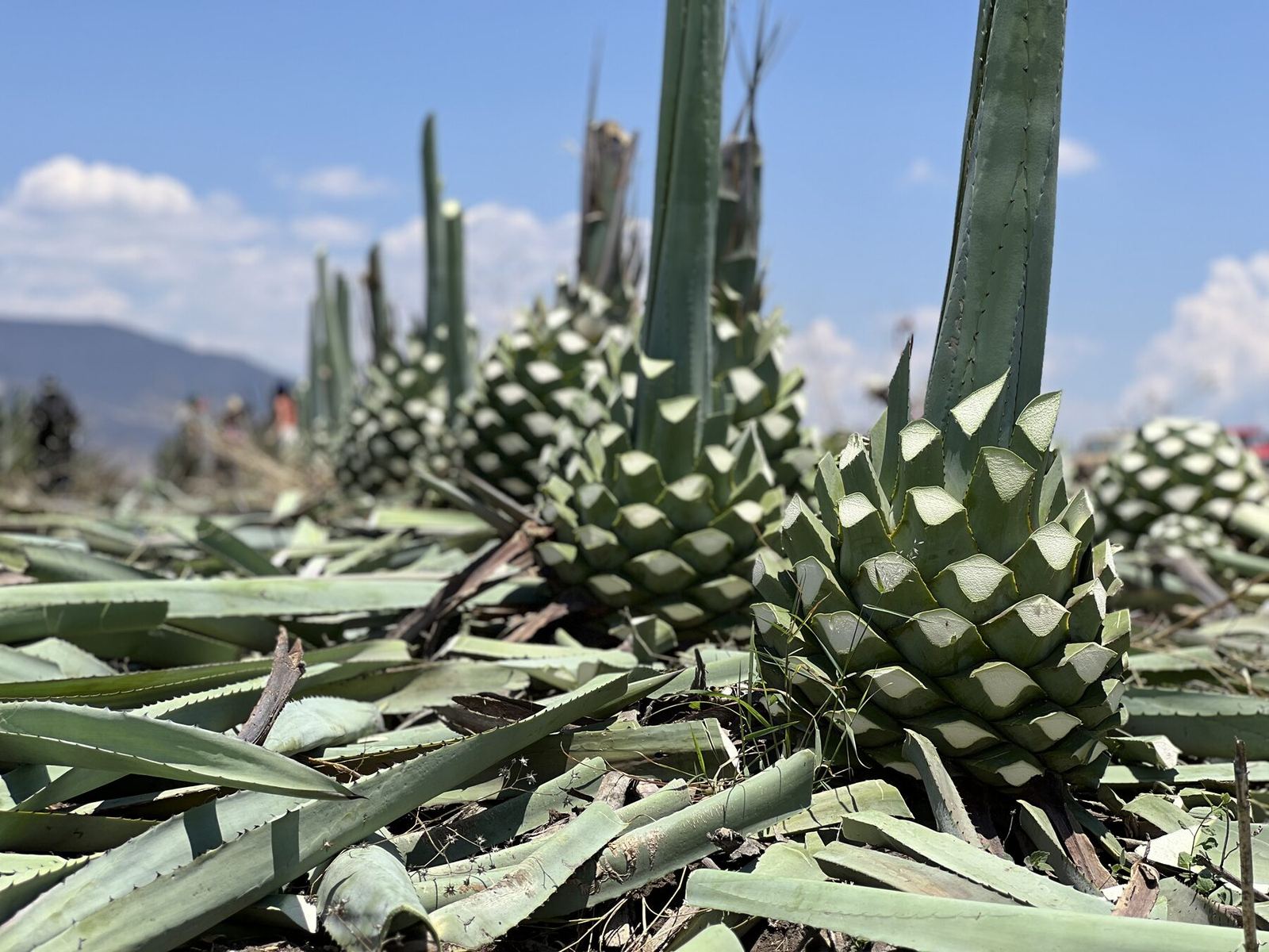 Piñas de maguey espadín cocidas para mezcal artesanal
