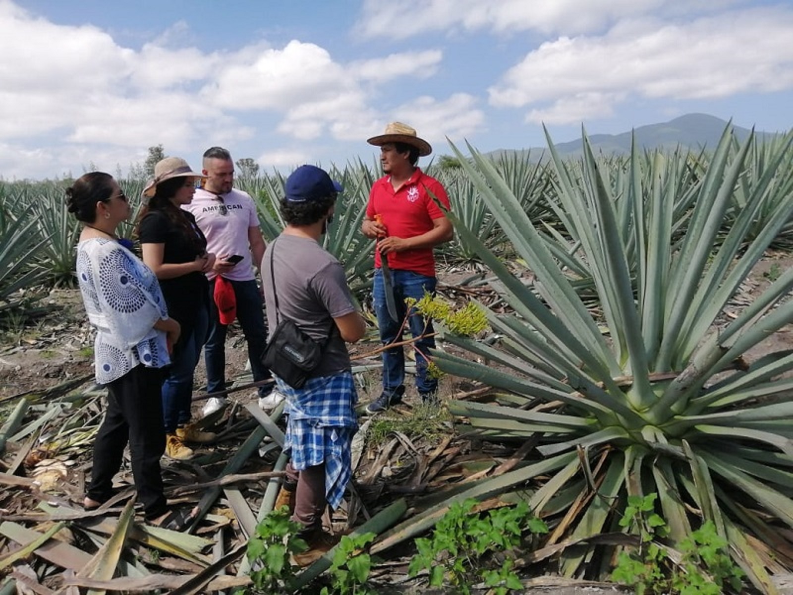 recorriendo agaves