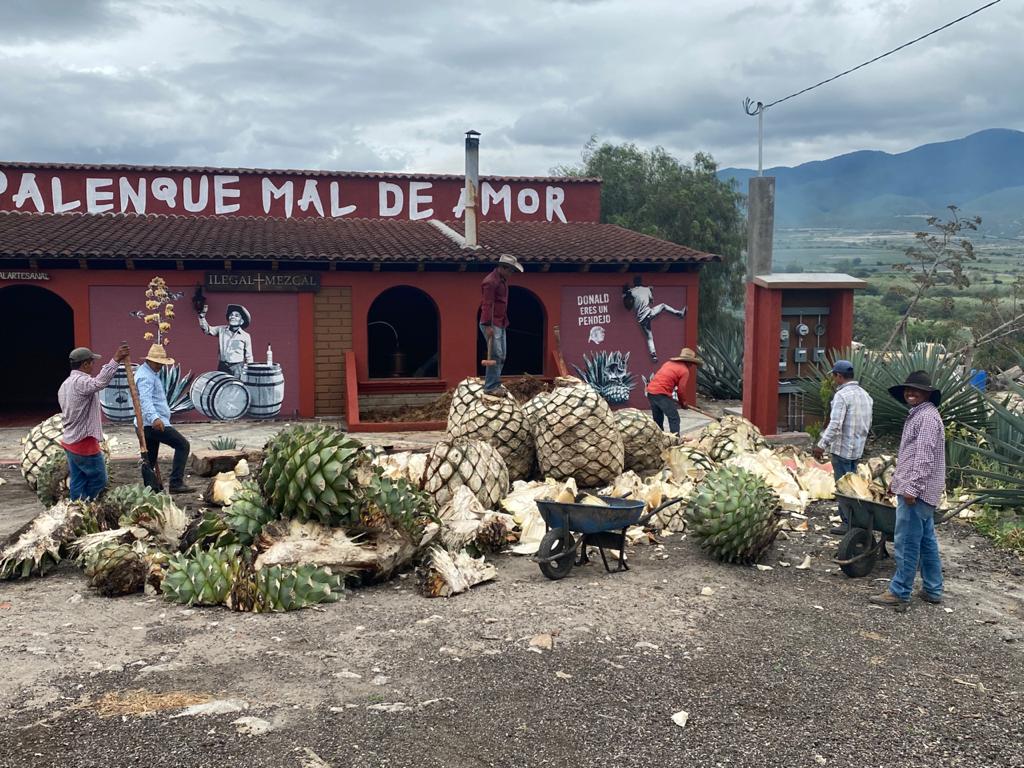 maldeamor Palenque Mal de Amor